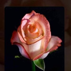 Meet your Posher, Martha